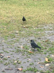 Corvus monedula