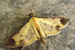 Eulepte
