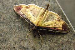 Eulepte