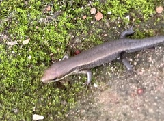 Eutropis macularia
