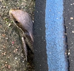 Eutropis macularia