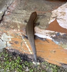Eutropis macularia