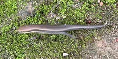 Eutropis macularia