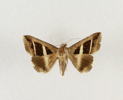 Grammodes bifasciata
