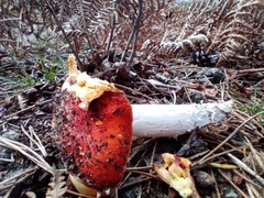 Amanita muscaria