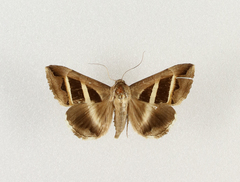 Grammodes bifasciata