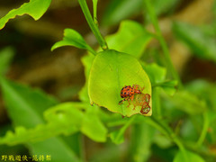 Agomadaranus pardaloides