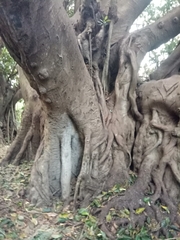 Ficus macrophylla