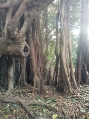 Ficus macrophylla