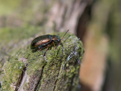 Crepidodera fulvicornis