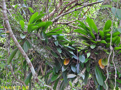 Bulbophyllum macraei