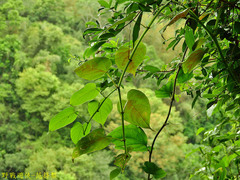 Cissus pteroclada