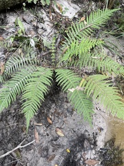 Amauropelta resinifera
