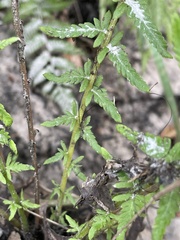 Amauropelta resinifera