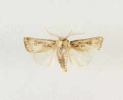 Agrotis obesa