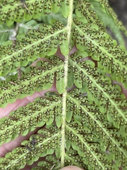 Amauropelta resinifera