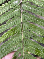 Amauropelta resinifera