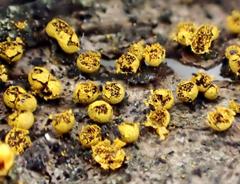Physarum auriscalpium