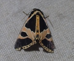 Xenogenes gloriosa