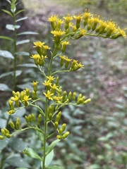 Solidago latissimifolia