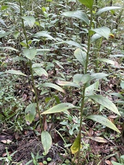 Solidago latissimifolia