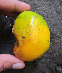 Tabernaemontana macrocarpa