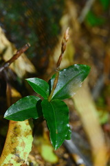 Goodyerinae