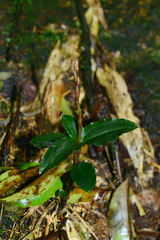 Goodyerinae