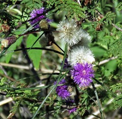 Lessingianthus rubricaulis