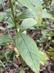 Solidago latissimifolia