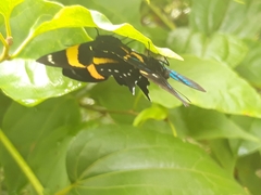 Ancyluris inca