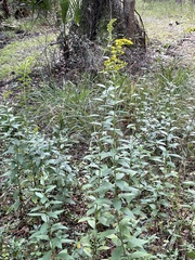 Solidago latissimifolia