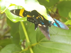 Ancyluris inca