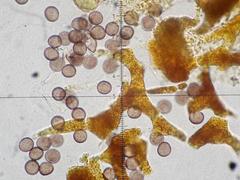 Physarum auriscalpium