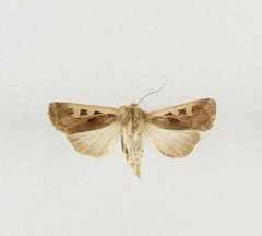 Euxoa hastifera