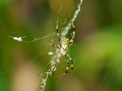 Argiope flavipalpis