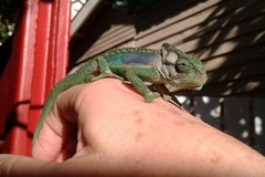 Bradypodion damaranum