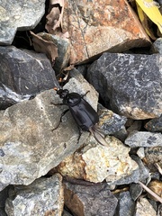 Nicrophorus concolor