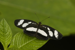 Eresia nauplius plagiata