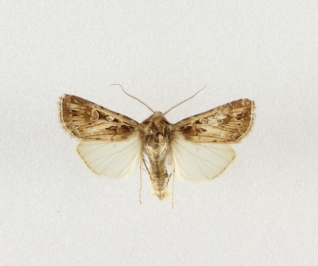 Euxoa distinguenda