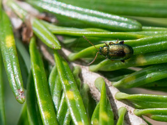 Crepidodera fulvicornis