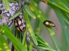 Crepidodera fulvicornis