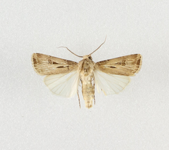 Agrotis spinifera