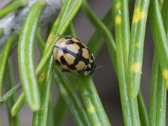 Adalia conglomerata