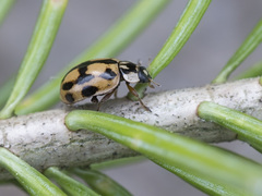 Adalia conglomerata