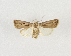 Agrotis spinifera