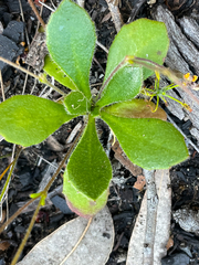 Goodenia trinervis