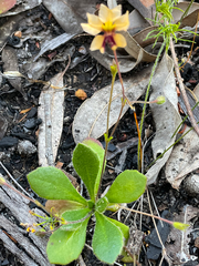 Goodenia trinervis