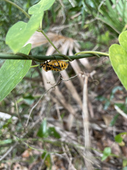 Sephina