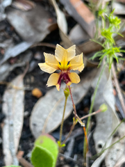 Goodenia trinervis